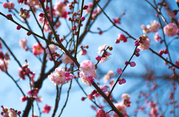 Flowering fruit trees with pink flowers in sky against background