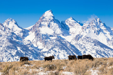 Bull Moose with Tetons