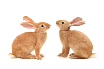 Obraz premium Brown Bunny isolated on white background 