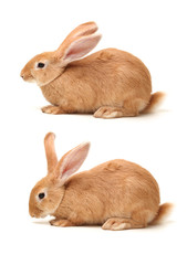 Brown Bunny isolated on white background 