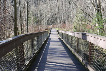 Boardwalk in the woods