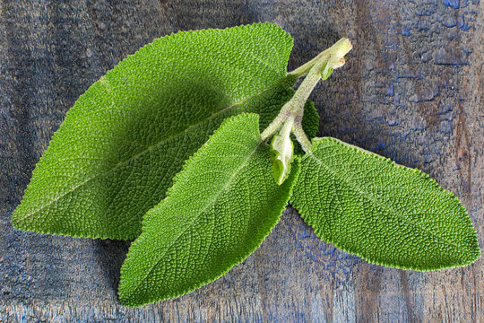 alternative medicine matico plant leafs in Ecuador