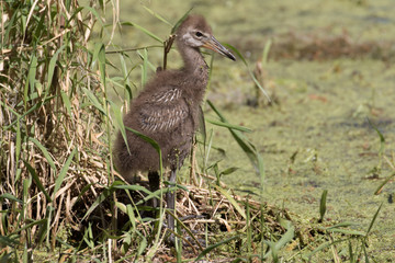 Limpkin chick exploring the flora filled marsh water
