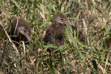 Pair of limpkin chicks hiding in the tall reeds at the edge of the marsh