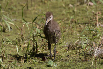 Limpkin chick exploring the flora filled marsh water