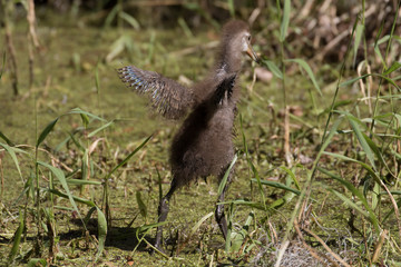 Limpkin chick testing its wings in the flora filled marsh