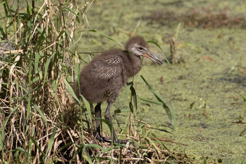 Limpkin chick exploring the flora filled marsh water