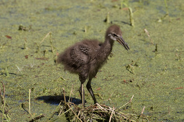 Limpkin chick exploring the flora filled marsh water