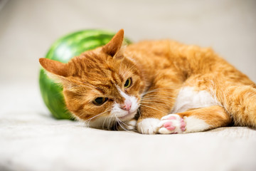 Fototapeta premium A homemade red cat next to a ripe watermelon, photographed close-up on a light background.