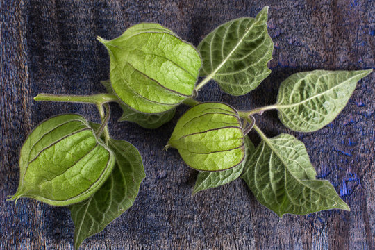 closeup of uchuva plant in Ecuador on rustic background
