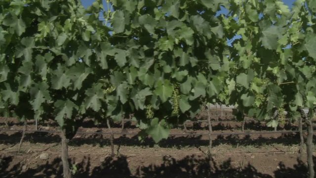 A dolly move through a row of merlot wine vines in Talca, Chile.