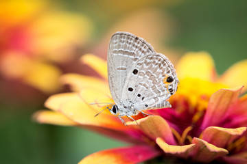 butterfly on flower