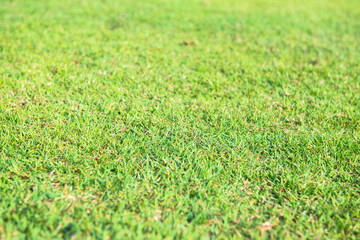 Lawn green and bright light the sun in the morning.