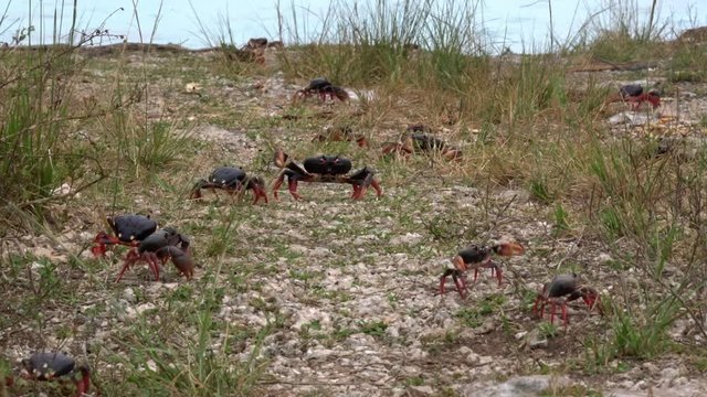 Land crab migration across a grassy area in Cuba.