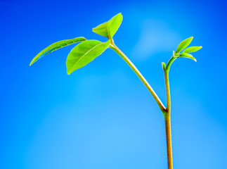 Bud leaves of young plant seeding and clear blue sky
