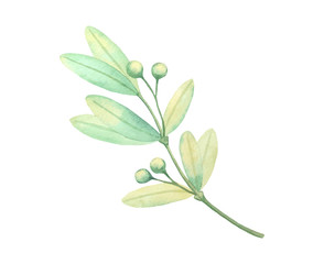 Watercolor green leaf plant deocration on white background