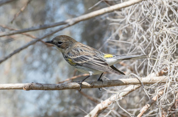 Palm warbler perched on a tree branch with a moss filled background