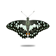 Fototapeta premium limonkowy motyl na białym tle