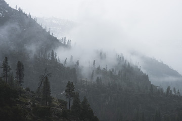 Fogs Among Trees and Mountains on a Rainy Day in Hetch Hetchy Reservoir Area in Yosemite National Park, California