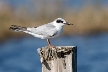 Common Tern perched on a dock pylon