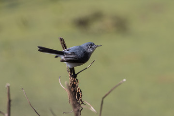 Obraz premium Small gray gnatcatcher perched on a branch 