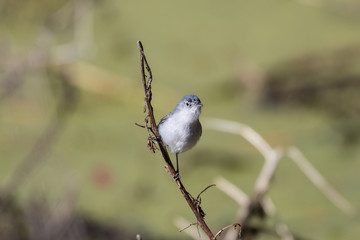 Fototapeta premium Small gray gnatcatcher perched on a branch 