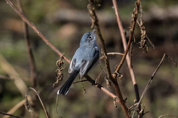 Small gray gnatcatcher perched on a branch 