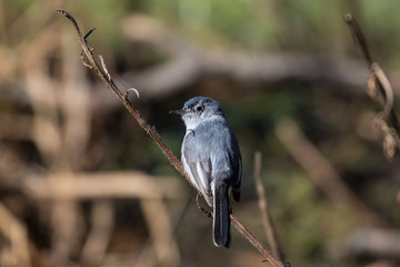 Small gray gnatcatcher perched on a branch 