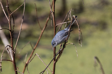 Small gray gnatcatcher perched on a branch 