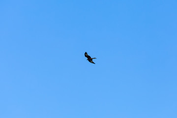 Hawk flying in the european winter sky