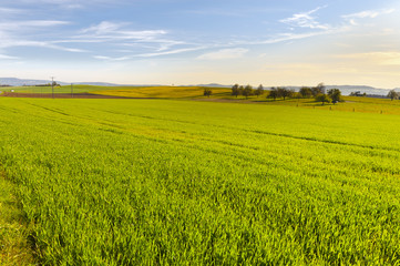 Fototapeta premium Swiss landscape with meadows
