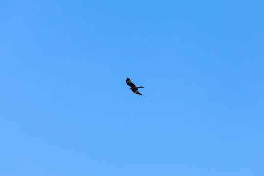 Hawk flying in the european winter sky