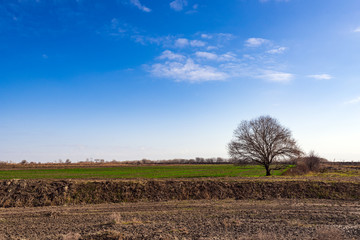 Lonely bare tree in farm field against blue sky