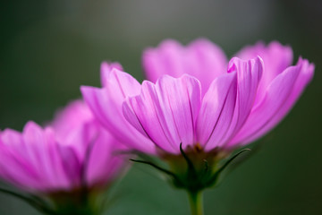 The Cosmos Flower