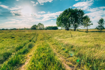 Fototapeta na wymiar Summer landscape with oaks in the field