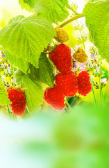 fresh raspberries garden