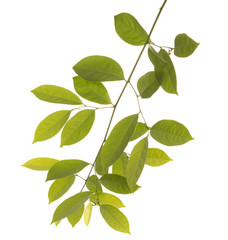 leaf isolated on white background