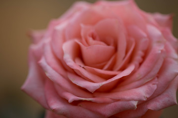 Fototapeta na wymiar Beautiful pink roses instead of love.