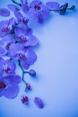 orchids on blue background