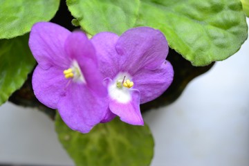 Obraz premium Фиолетовая фиалка в горшке на подоконнике