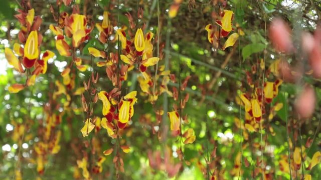 Thunbergia mysorensis, also called Mysore trumpetvine or Indian clock vine, high definition movie clip stock footage.