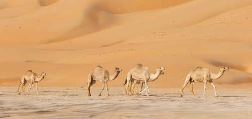 Camels in the Empty Quarter