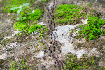 army of ants