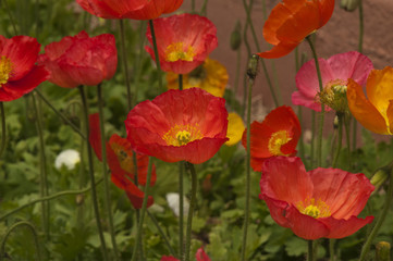 Fototapeta premium Sydney Australia, flowerbed of colorful poppies