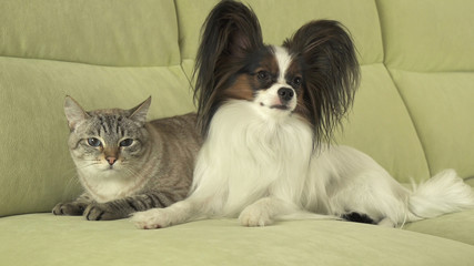 Dog Papillon with cat Thai relationship