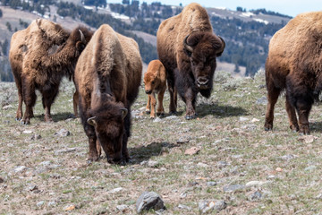 bison calf © Zach