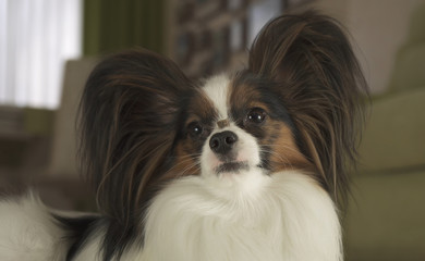 Dog Papillon keeps his nose to the tasty treat team in living room