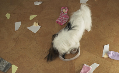 Dog Papillon arranged a pogrom in house scattered things and tore the paper