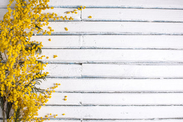 Place for your text. Flowers of mimosa on a white wooden background.