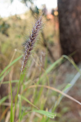 Seedhead of grass in the outback of the Northern Territory in Australia